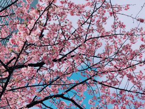 赤坂サカスの桜